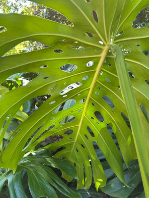 Groundball in nature